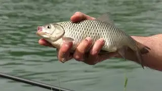 Pesca a BOLOGNESE alla passata nel Mincio