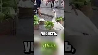 Goose-trader