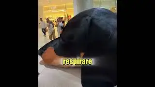 Il cane più grande del mondo! È VERO 🤯🔥