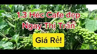 1.3 Héc  CÀ PHÊ ĐẸP, ĐẤT NGAY THỊ TRẤN, NGUỒN THU MẠNH, GIÁ CHỈ 100TR/ 1.000M, ĐẤT ĐẮK NÔNG