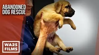 8 HUGE Homeless Puppies Need Furever Homes - The Abandoned Dog Rescue Show