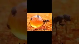 Honeypot ant says I hate my body