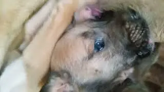 lady dog breastfeeding little baby ||little baby breastfeeding animals||