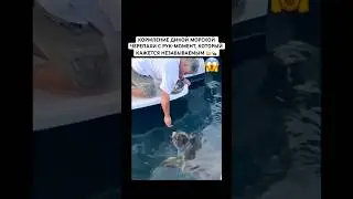 ДИКАЯ ЧЕРЕПАХА ВЫПЛЫЛА К ЛЮДЯМ ЗАУГОЩЕНИЕМ 