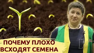 ПЛОХО ВСХОДЯТ СЕМЕНА? ЭТИ ПРЕПАРАТЫ ПОМОГУТ! #огород #рассада #семена