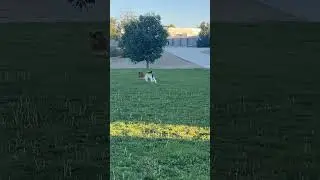 ELITE JUKE! MURPH BROKE HER ANKLES #juke #dog #puppy #cute #funny #shepherd #viral #tutorial #shorts