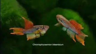Aphyosemion (Chromaphyosemion) bitaeniatum Lagos