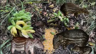 CEVA DE BANANA TÁ MUIDO DAS PACA SO PACA GRANDE