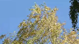 Золотая осень🍁🍂🍁... Panasonic Lumix DMC-TZ80 (09.10.2022 г.)