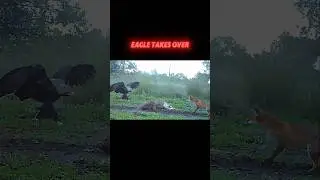 eagle vs fox 