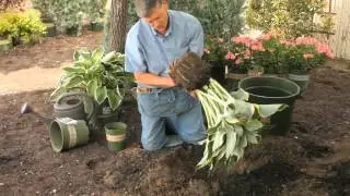 How to Replant Hosta : Garden Savvy