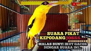Suara Burung Kepodang Gacor, Ampuh untuk suara pikat Kepodang bikin Kepodang ikut  gacor
