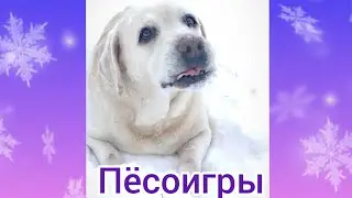 Пёсоигры