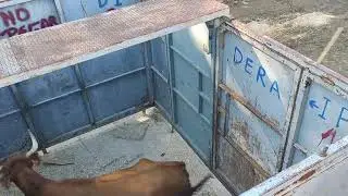 Vaquillas, verano de 2023