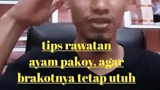 tips rawatan ayam pakoy, agar brakotnya tetap utuh
