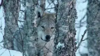 Альпы  |  Неизведанная Европа. Discovery
