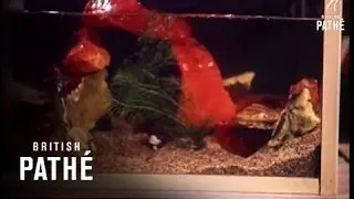 Tropical Fish (1955)