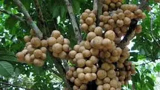 Teknis Budidaya duku mengunakan produk NASA