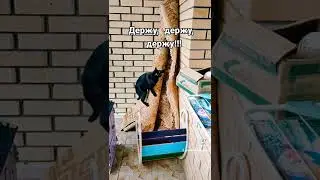 Кошка Снежок держит ковер.