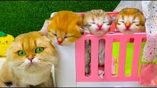 Baby kittens in bed for newborns with mommy cat