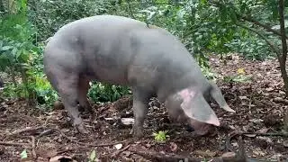 We let them do business happily  Very big and cute pigs 🥰🥰🐷🐷