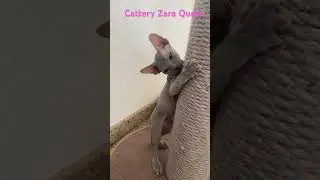 Katzen Baby Don sphynx