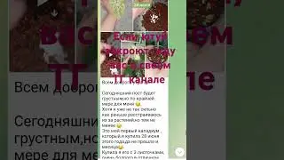 #комнатныерастения #plants #растения #моирастения #телеграм