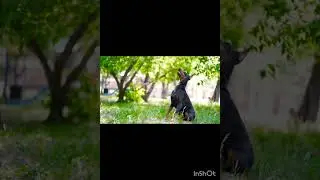 Какая  красивая и в тоже время опасная собака,кто любит доберманов???