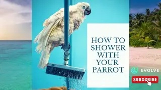 Bird SHOWERING Tips | 