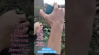 саженцы голубики 