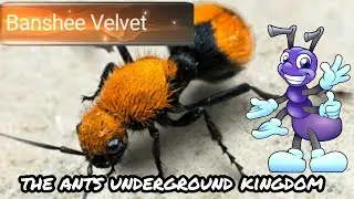 THE ANTS: PLANET ANT UNDERGROUND KINGDOM. BANSHEE VELVET TAKE IT NOW