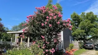 Gorgeous tall Crepe Myrtle