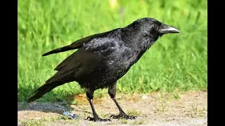Rüyada karga görmek