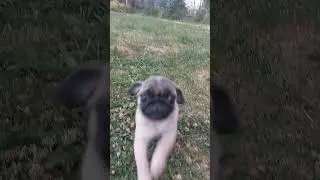 Мопс щенок Его Высочество Хрустальный Лотос ❤️