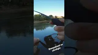 Sheepshead on Ultralight 