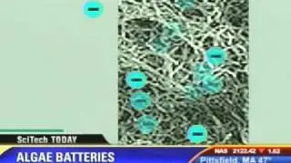 Sci-Tech Today: Fast-charging Algae Batteries