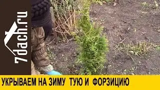 Укрываем на зиму ТУЮ и ФОРЗИЦИЮ - 7 дач