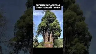 Гигантские деревья уничтожают почву
