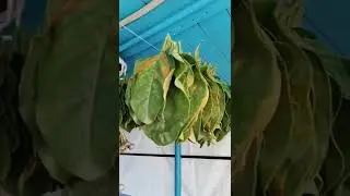 Как сушить табак