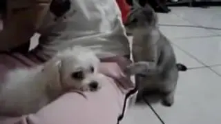 Кот проверяет собаку! Ржач