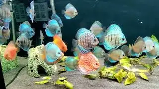 🔥🐠 Discus Fish Care Guide FOR BEGINNERS #aquarium