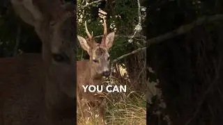 Compilation coming this Sunday bowhunting roe bucks during the rut! #roebuck #bowhunting #roedeer