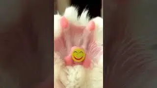 А ты помнишь своего первого котика? 