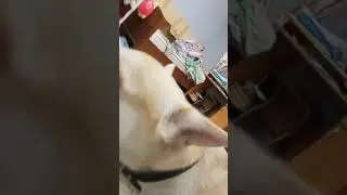Мой пёсик UwU