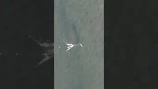 Fishing lure lands on a giant fish!!  #shorts