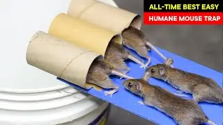 I Built a Humane Mouse Trap Bucket and Here's What Happened - Rat Trap Homemade