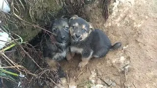 Щенячьи лесные норы. Собака прячет потомство в лесу, охотится на котят и отбивается от хищников!