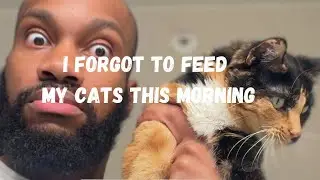 I FORGOT to FEED MY CATS THIS MORNING!