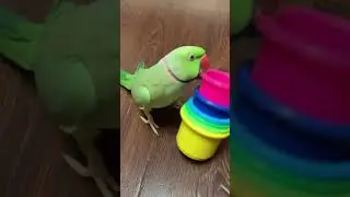 Говорящий ожереловый попугай Ричи 