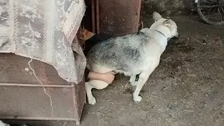 Fun😁 Dog Playing With Boy A New Game My Village My City.